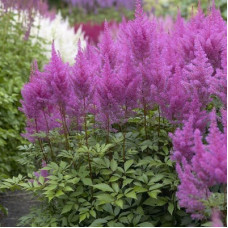 Астильба Арендса Аметист