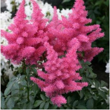 Астильба Арендса Глория