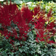 Астильба Арендса Глют