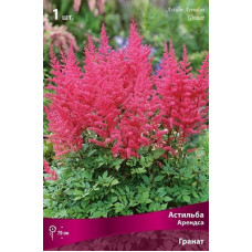 Астильба Гранат (Арендса)