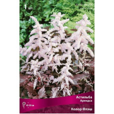 Астильба Колор Флэш (Арендса)