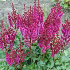 Астильба Арендса Пёпл Рейн