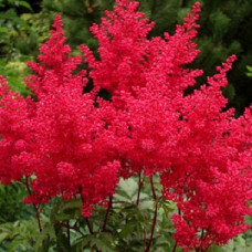 Астильба Арендса Радиус