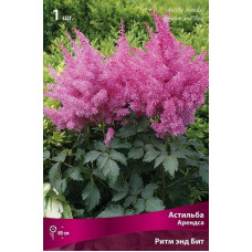 Астильба Ритм энд Бит (Арендса)