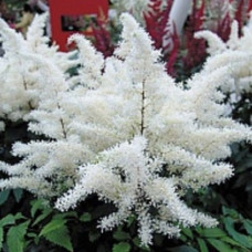 Астильба Арендса Рок энд Ролл  