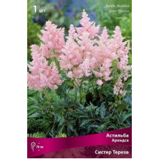Астильба Систер Тереза (Арендса)