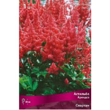 Астильба Спартан (Арендса)