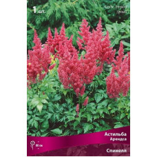 Астильба Спинелл (Арендса)