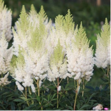 Астильба Арендса Вейс Глория