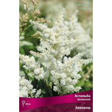 Астильба Аваланш (японская)