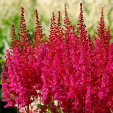 Астильба Арендса Август Лайт 