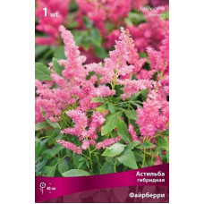 Астильба Файрберри (гибридная)