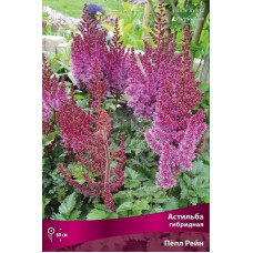 Астильба Пёпл Рейн (гибридная)