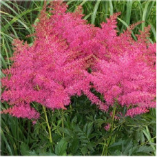 Астильба гибридная Юник Чериз