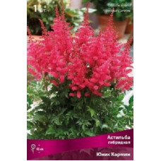 Астильба Юник Кармин (гибридная)