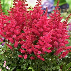 Астильба гибридная Юник Кармин