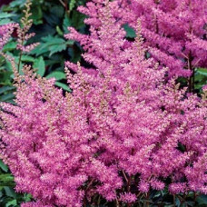 Астильба гибридная Юник Лилак
