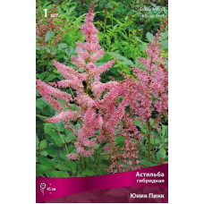 Астильба Юник Пинк (гибридная)
