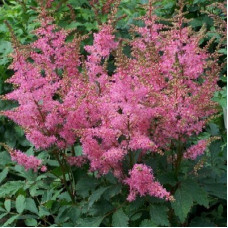 Астильба гибридная Юник Пинк