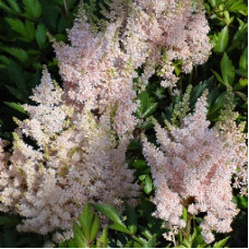 Астильба гибридная Юник Сэлмон