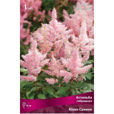 Астильба Юник Сэлмон (гибридная)