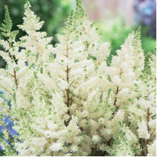 Астильба гибридная Юник Вайт