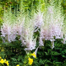 Астильба китайская Милк энд Хоней  