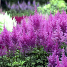 Астильба китайская Пёпл Глория  