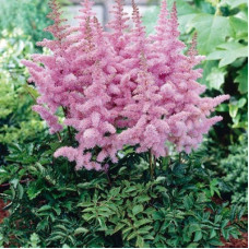 Астильба китайская Харт энд Соул