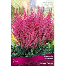 Астильба Мэгги Дейли (китайская)