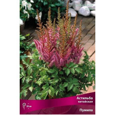 Астильба Пумила (китайская)