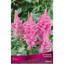 Астильба Вижнс (китайская)