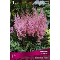 Астильба Вижнс ин Пинк (китайская)