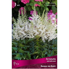 Астильба Вижнс ин Вайт (китайская)