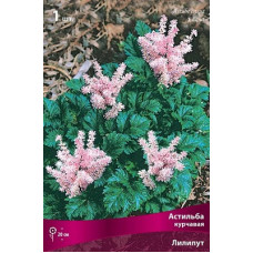 Астильба Лилипут (курчавая)