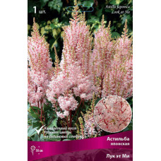 Астильба Лук эт Ми (японская)