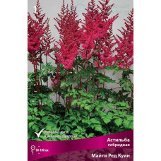 Астильба Майти Ред Куин (гибридная)