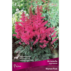 Астильба Мулен Руж (курчавая)
