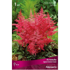 Астильба Афродита (простолистная)