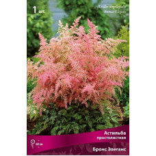 Астильба Бронс Элеганс (простолистная)