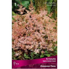 Астильба Иншриах Пинк (простолистная)