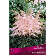 Астильба Пинк Лайтнинг (простолистная)