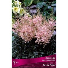 Астильба Тач ов Пинк (простолистная)