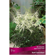 Астильба Вайт Сенсейшн (простолистная)