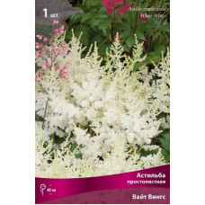 Астильба Вайт Вингс (простолистная)