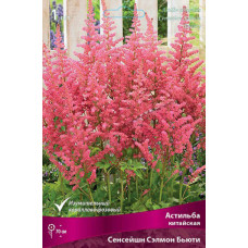Астильба Сенсейшн Сэлмон Бьюти (китайская)