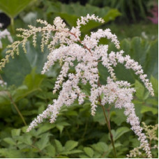 Астильба Тунберга Бетси Каперус