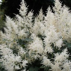 Астильба Тунберга Профессор Ван дер Вейлен  