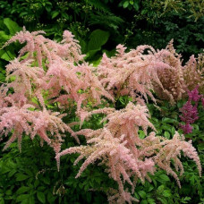 Астильба Тунберга Страуссенфедер  