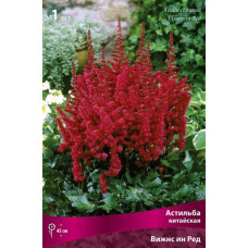 Астильба Вижнс ин Ред (китайская)